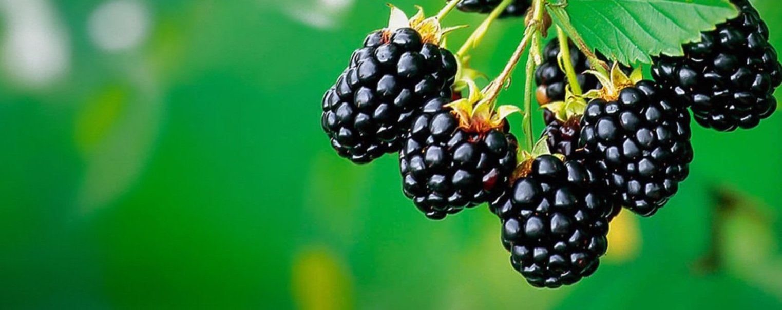Blackberries ripening on the cane