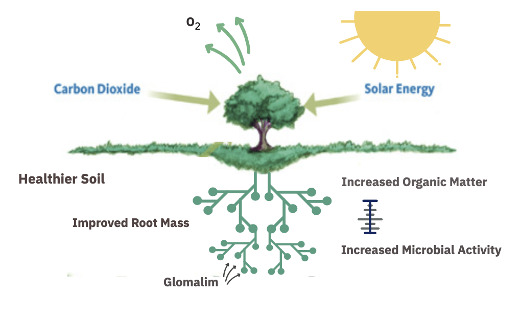 Diagram of carbon flowing from the air through plants into the soil