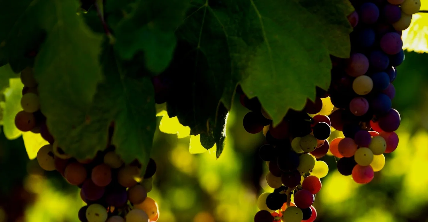 Table grapes on the vine