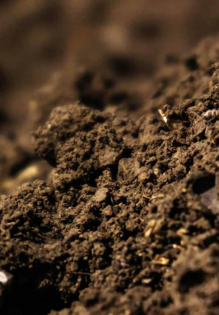 Close-up of dark, healthy soil
