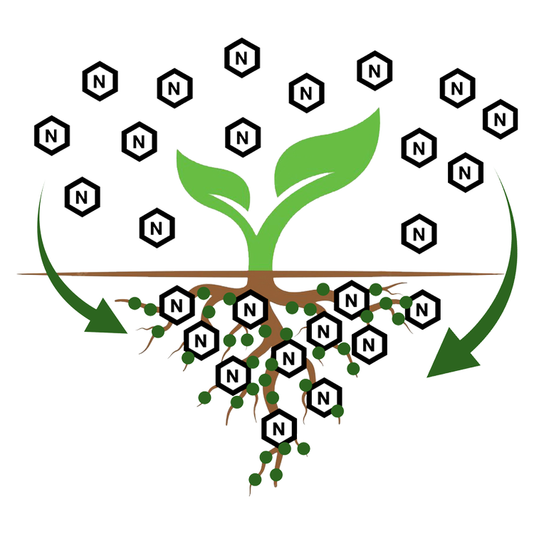Illustration of nitrogen-fixing microbes feeding a plant root