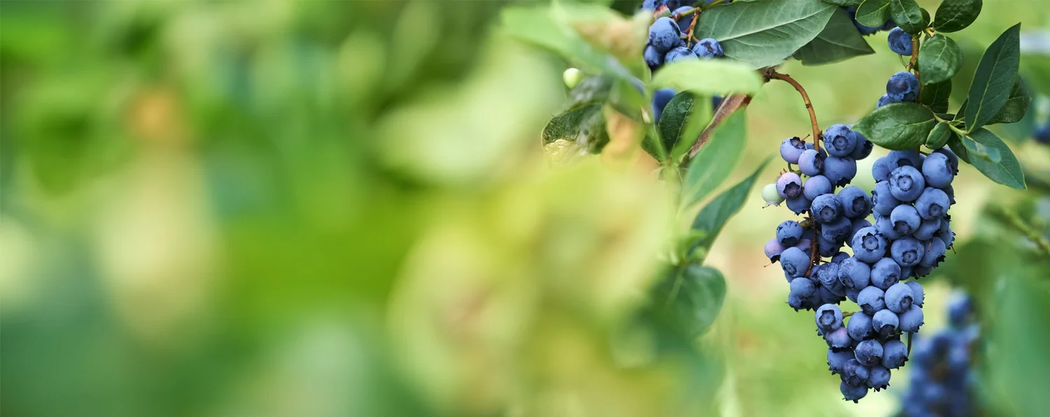 Blueberries on the bush