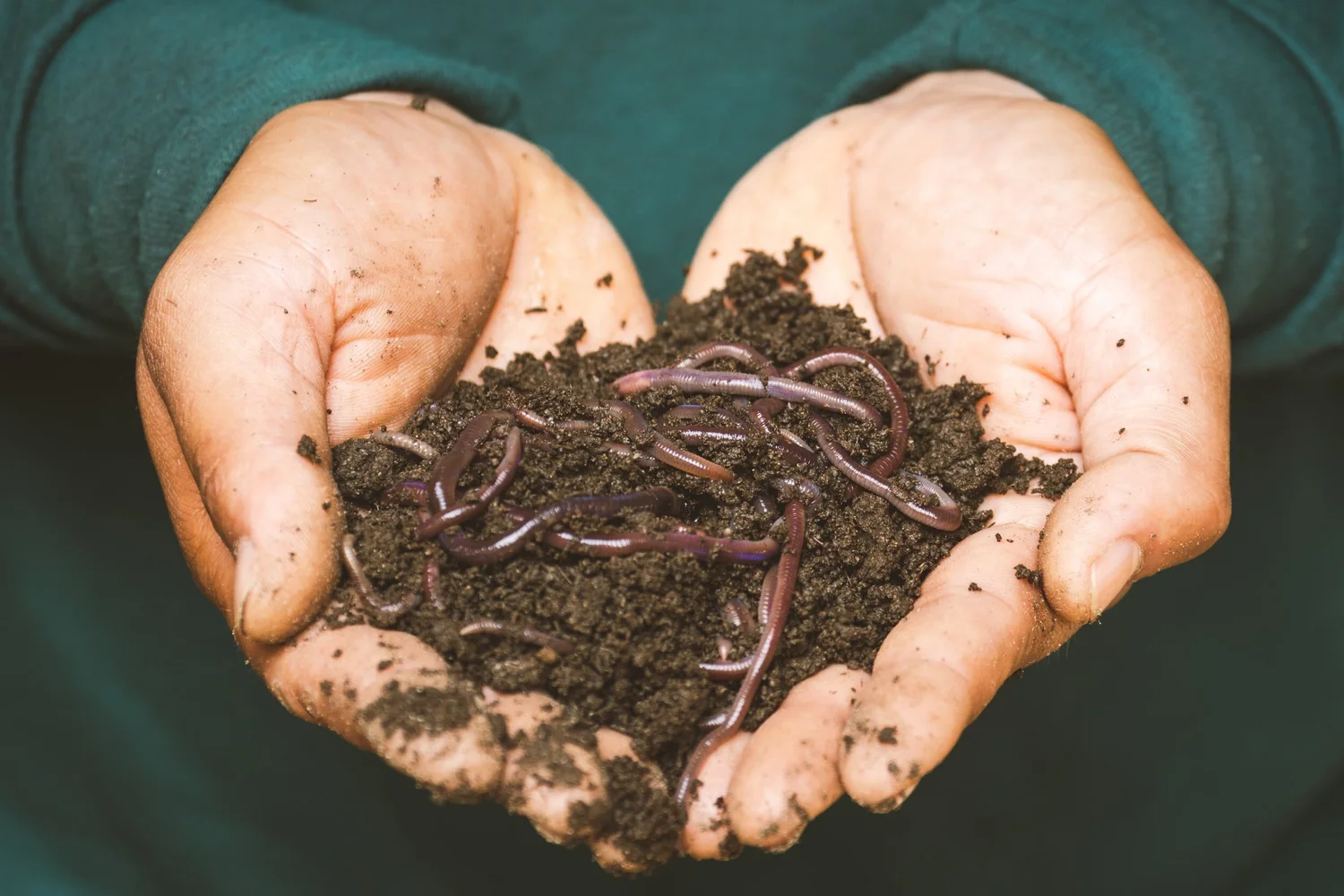 Hands holding dark, healthy soil