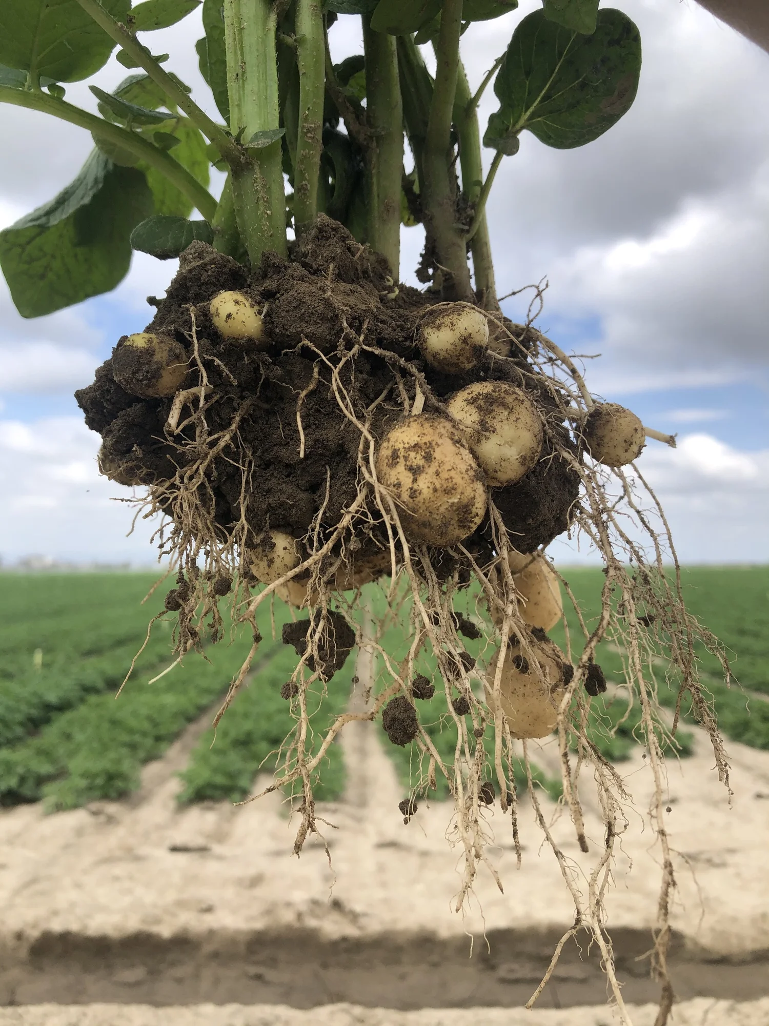 A plant pulled from the ground showing its roots and soil