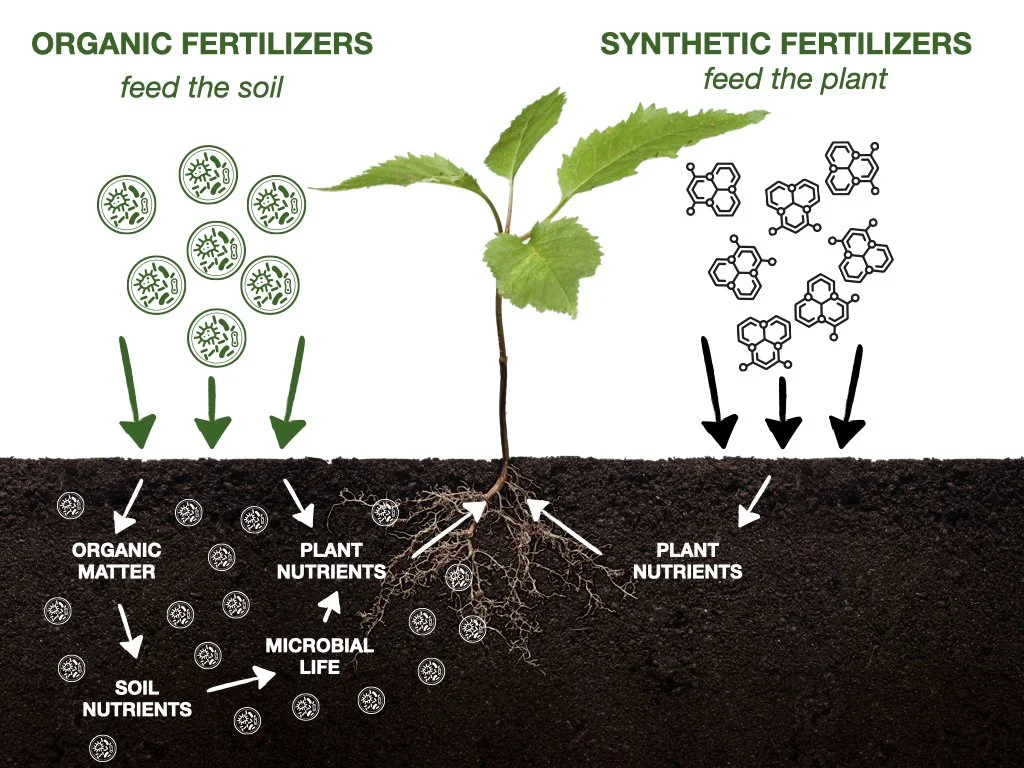 Organic fertilizer feeds the soil; synthetic fertilizer feeds only the plant