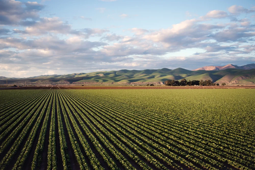 A large planted field under open sky